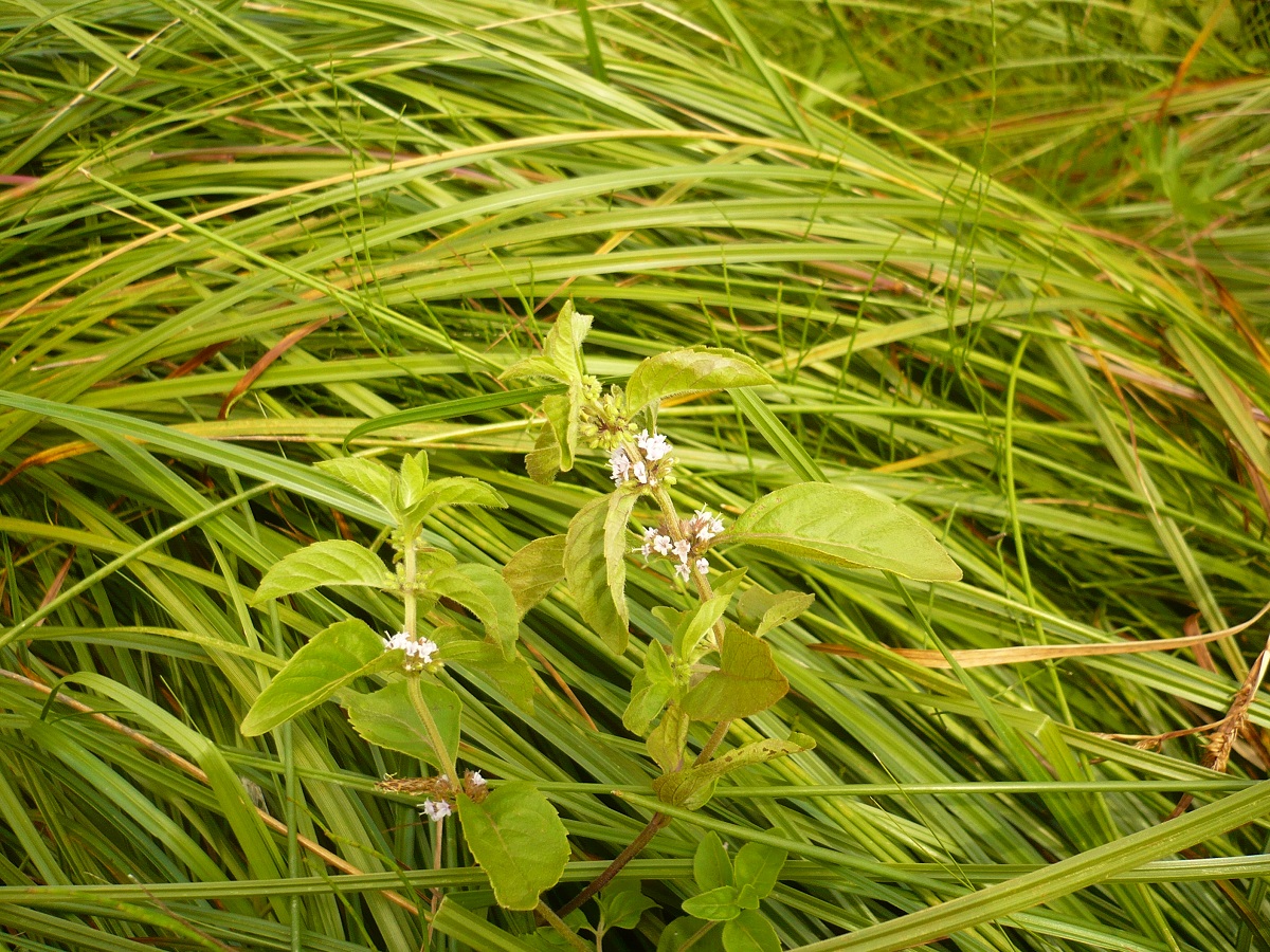 Mentha arvensis (Lamiaceae)